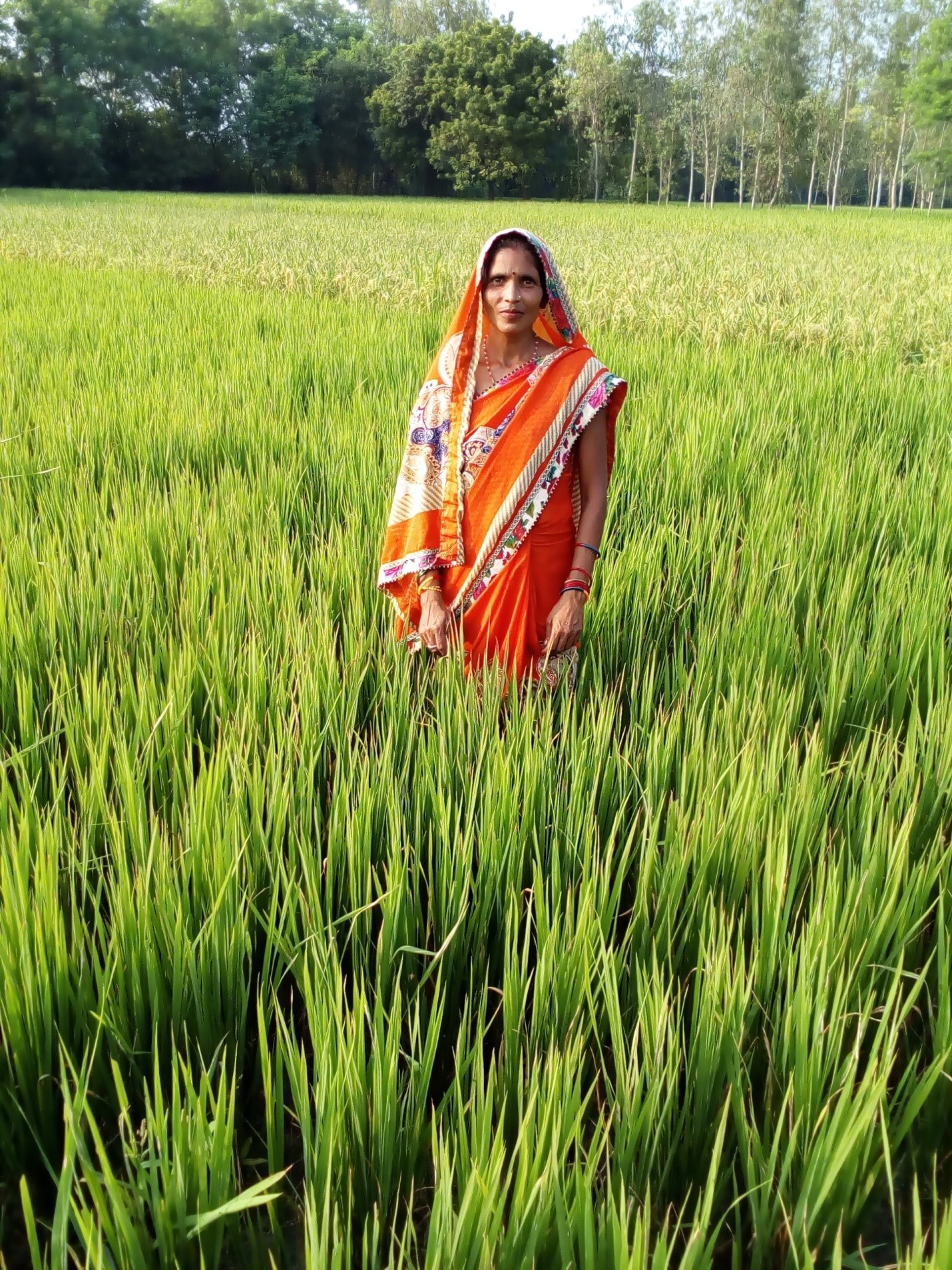 INDIA: SRI Farming Enhances Paddy Produce Of Women Farmers In Uttar