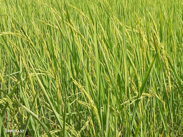 CAMBODIA – Successful Partnership for Contracting Organic Rice with the ...